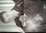 JACKIE LEE COCHRAN - Jack the Cat - LP HYDRA